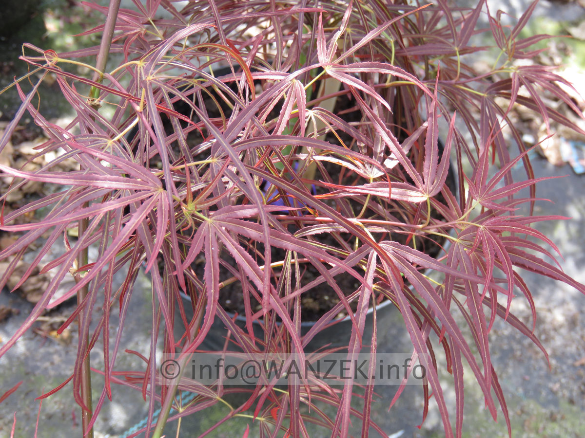Acer palmatum Atrolineare - Austrieb01.JPG